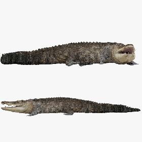 3D Crocodile Rigged model